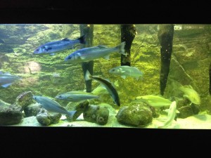 fish-poisson