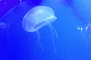 jellyfish