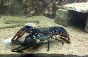 lobster